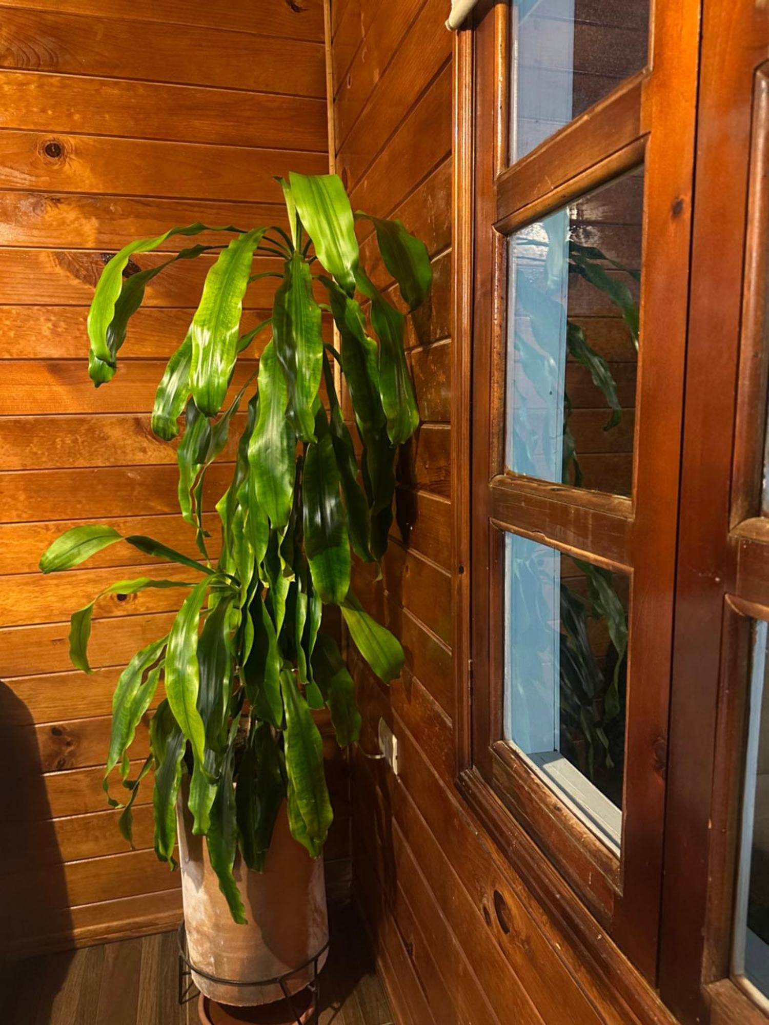 Chalet Dominnycos San Cristobal de las Casas Exterior photo